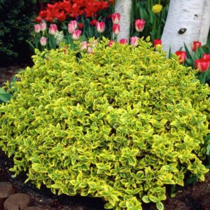 Trzmielina Emerald Gold