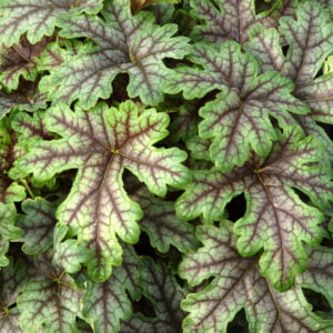 Żuraweczka Tapestry