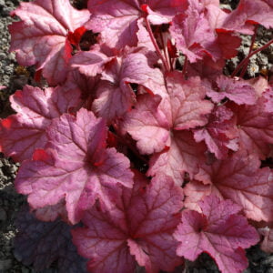 Żurawka Berry Smoothie