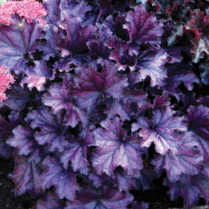 Żurawka Forever Purple