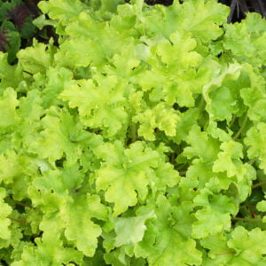 Żurawka Lime Marmalade