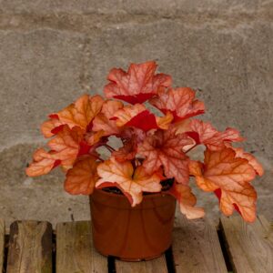 Żurawka Paprika