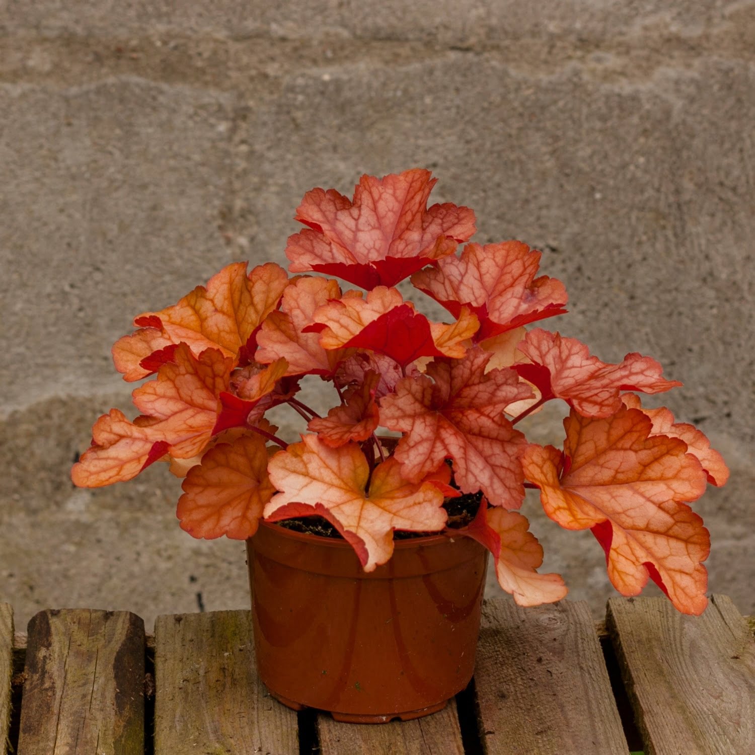 Żurawka Paprika Żurawka Paprika