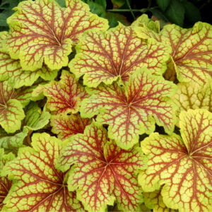 Żurawka Red Lightning