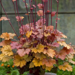 Żurawka World Caffe Americano