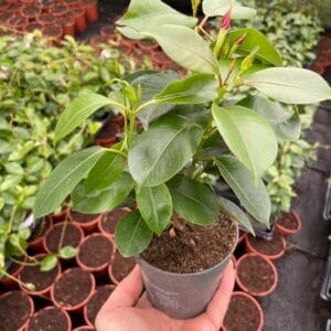 3de8453ecf0a2f9a3454647a70d06325