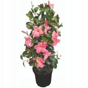 ff068eab6fb405d6789e5a272dced2e7