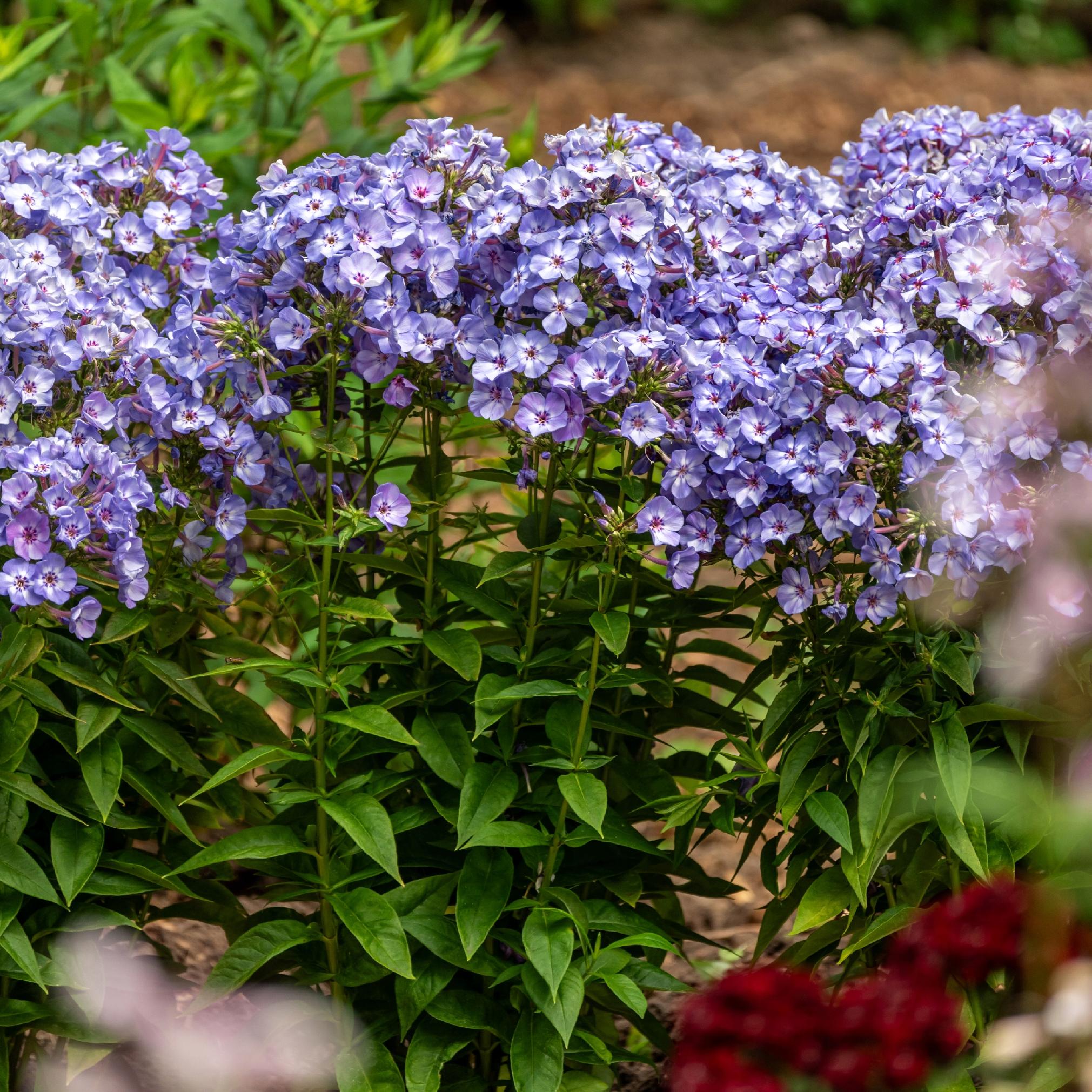 df7a61b50290677a6e379367565a638a.jpg e25a5fc8e5f4c8c8acbb6a66571b90e5